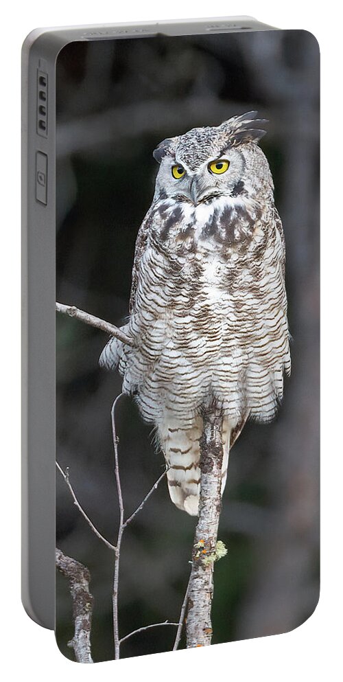 Great Horned Owl Portable Battery Charger featuring the photograph Great Horned Owl by Jack Bell
