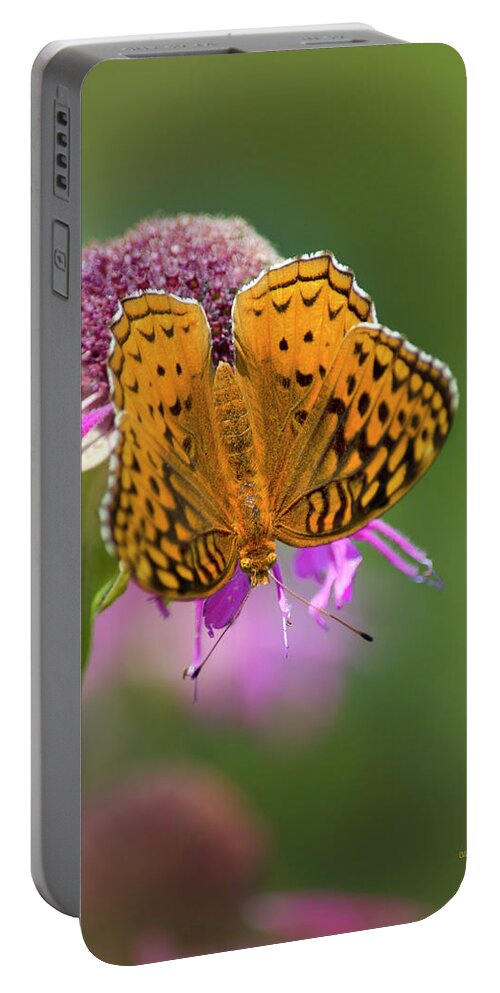  Portable Battery Charger featuring the photograph Great Spangled Fritillary Butterfly by Christina Rollo