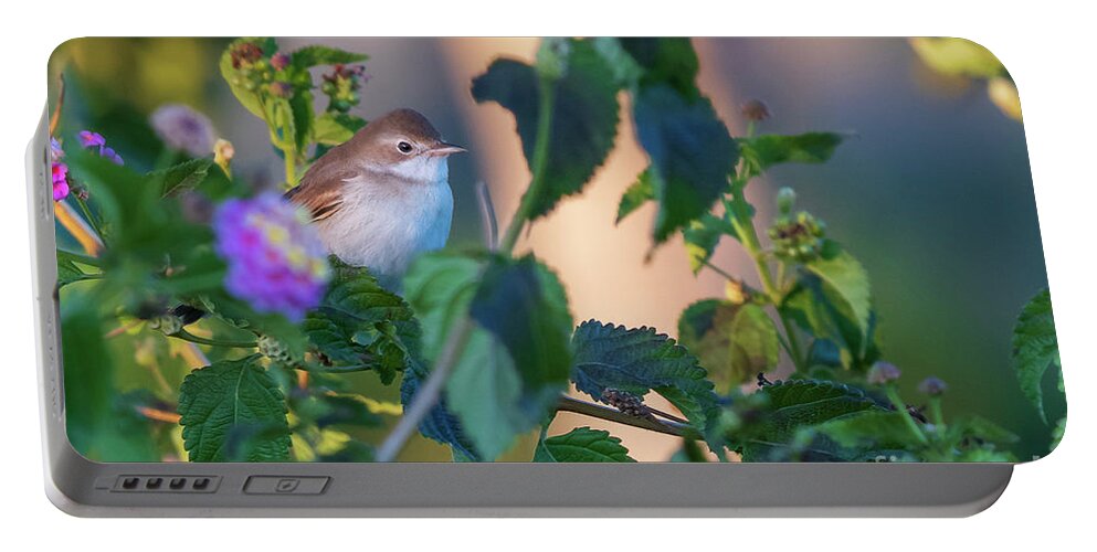 Nature Portable Battery Charger featuring the photograph Greater Whitethroat Sylvia communis Costa Ballena by Pablo Avanzini