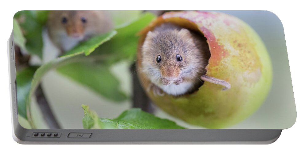 Apple Portable Battery Charger featuring the photograph Green apple mouse by Erika Valkovicova