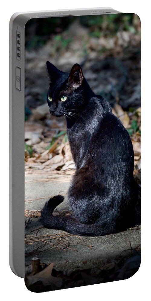 Cat Portable Battery Charger featuring the photograph Green Eyes by DArcy Evans