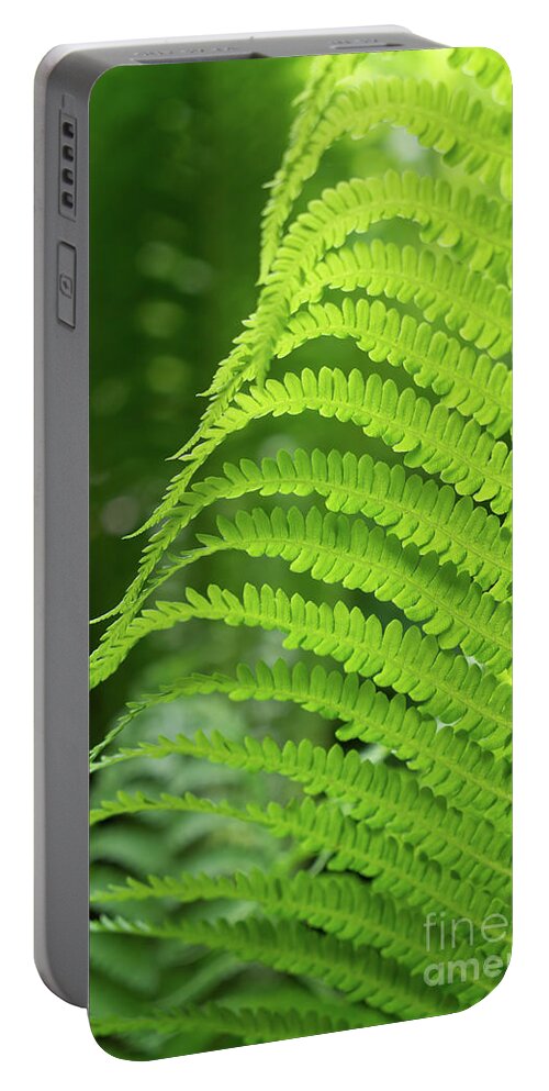 Fern Portable Battery Charger featuring the photograph Green fern and summer dream in the forest by Adriana Mueller
