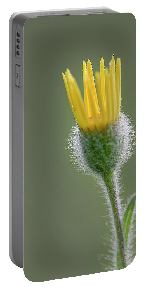 Groundsel Portable Battery Charger featuring the photograph Groundsel Flower by Karen Rispin