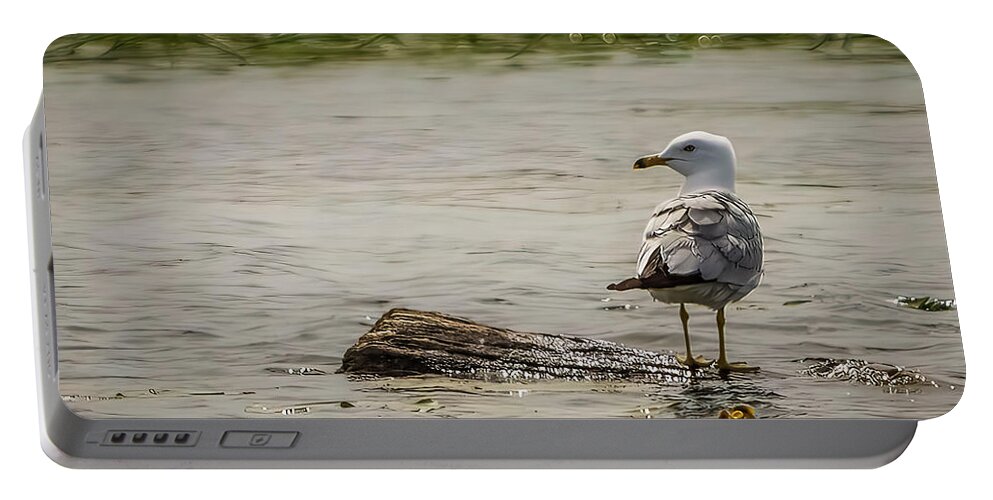 Bird Portable Battery Charger featuring the photograph Gull Standing on Floating Log by Patti Deters