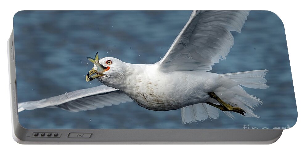 Seagull Portable Battery Charger featuring the photograph Gull with lunch on the go by Sam Rino
