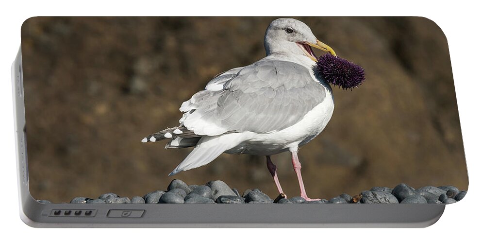 Animals Portable Battery Charger featuring the photograph Gull With Purple Sea Urchin by Robert Potts