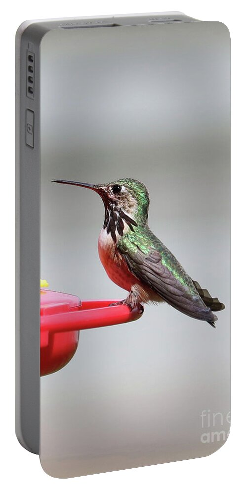 Hummingbird Portable Battery Charger featuring the photograph Handsome Hummingbird by Carol Groenen
