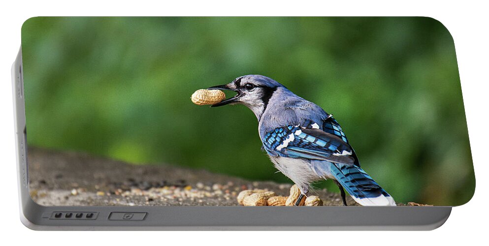 Blue Jay Portable Battery Charger featuring the photograph Happy Blue Jay with Peanut by Ilene Hoffman