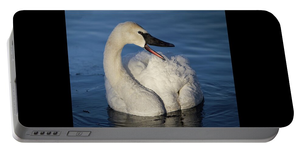 Swan Portable Battery Charger featuring the photograph Happy Swan by Patti Deters