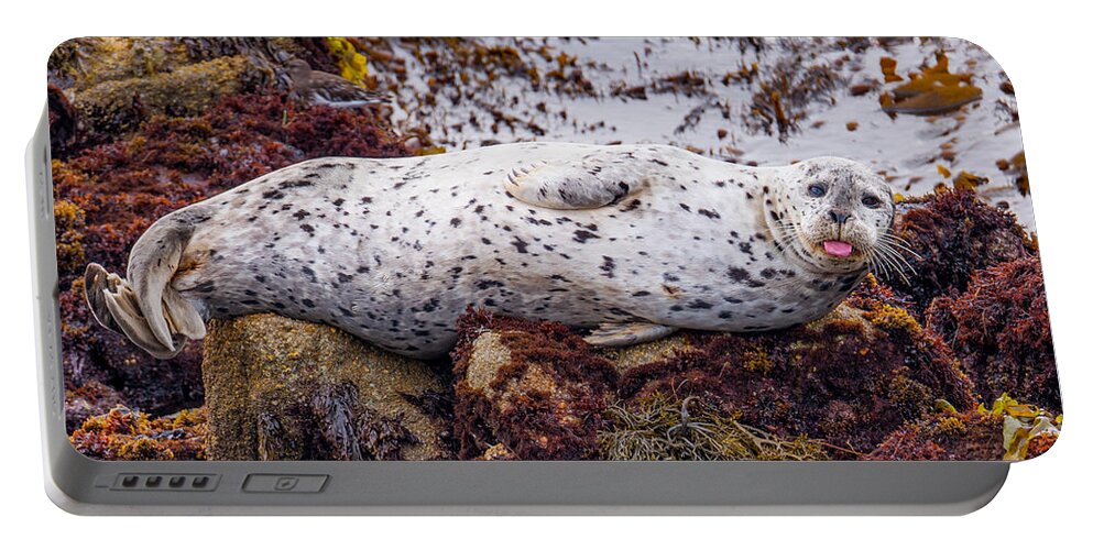 Harbor Seal Portable Battery Charger featuring the photograph Happy The Harbor Seal by Derek Dean