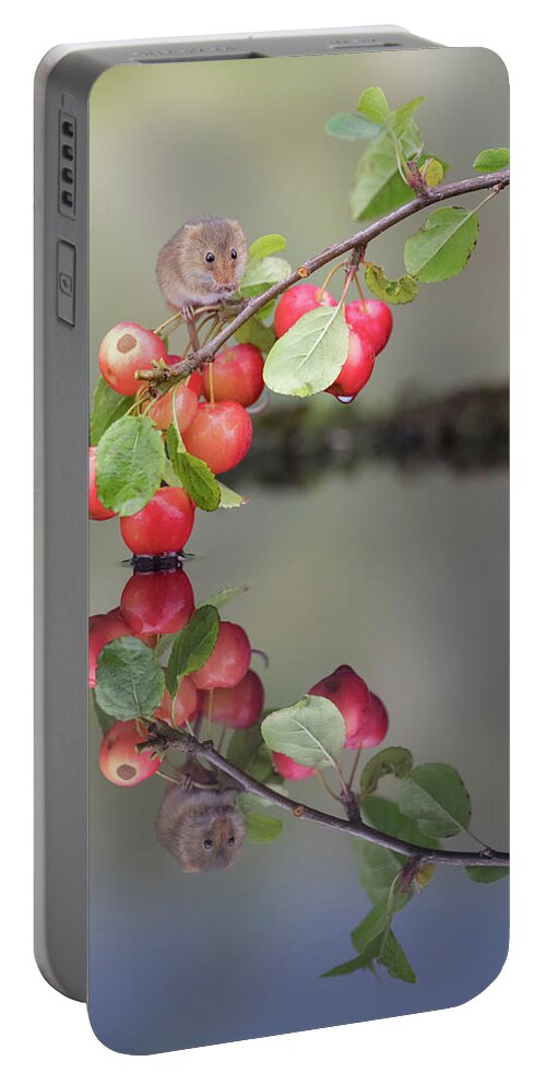 Harvestmouse Portable Battery Charger featuring the photograph Harvest mouse reflection by Erika Valkovicova