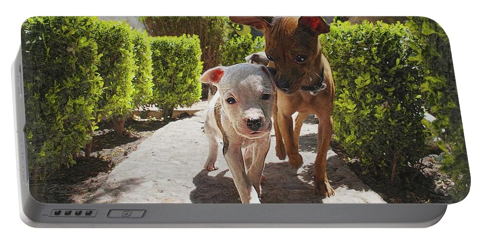 Dogs Portable Battery Charger featuring the photograph Having Fun Again by John Kolenberg