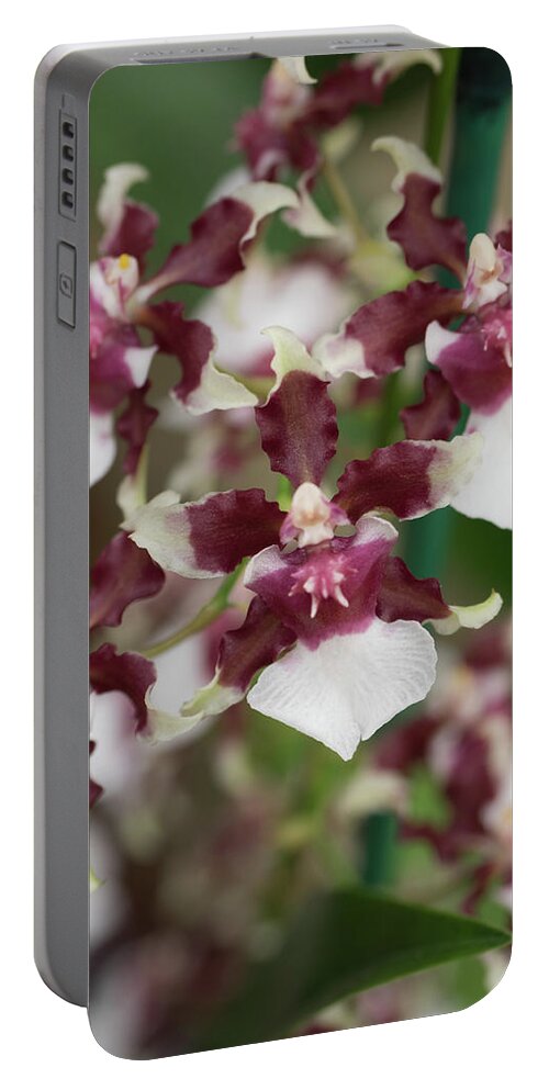 America Portable Battery Charger featuring the photograph Hawaiian Orchid_452 by James C Richardson