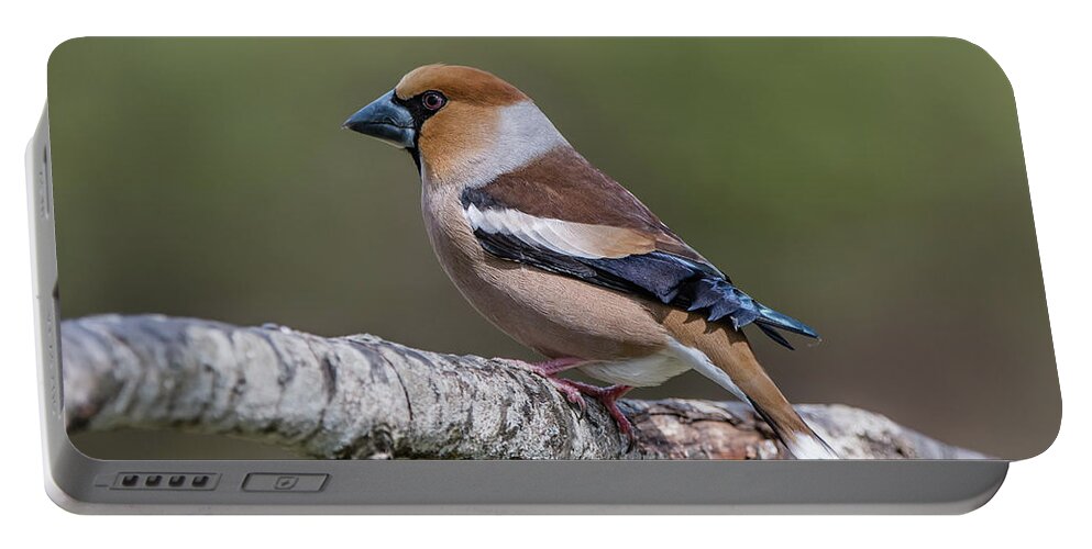 Hawfinch Perching Portable Battery Charger featuring the photograph Hawfinch perching on the oak branch by Torbjorn Swenelius