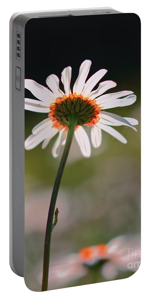 Daisy Portable Battery Charger featuring the photograph Hazy Daisy by Stephen Melia