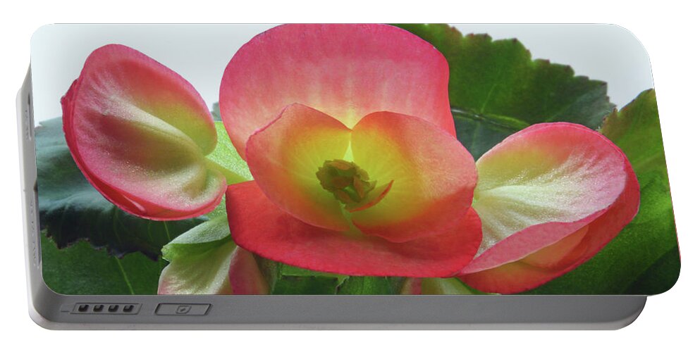 Begonia Portable Battery Charger featuring the photograph Heart Of Begonia by Terence Davis