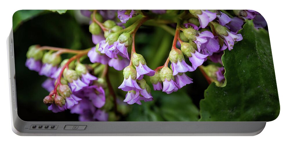 Bergenia Portable Battery Charger featuring the photograph Heartleaf Bergenia Flowers by Artur Bogacki