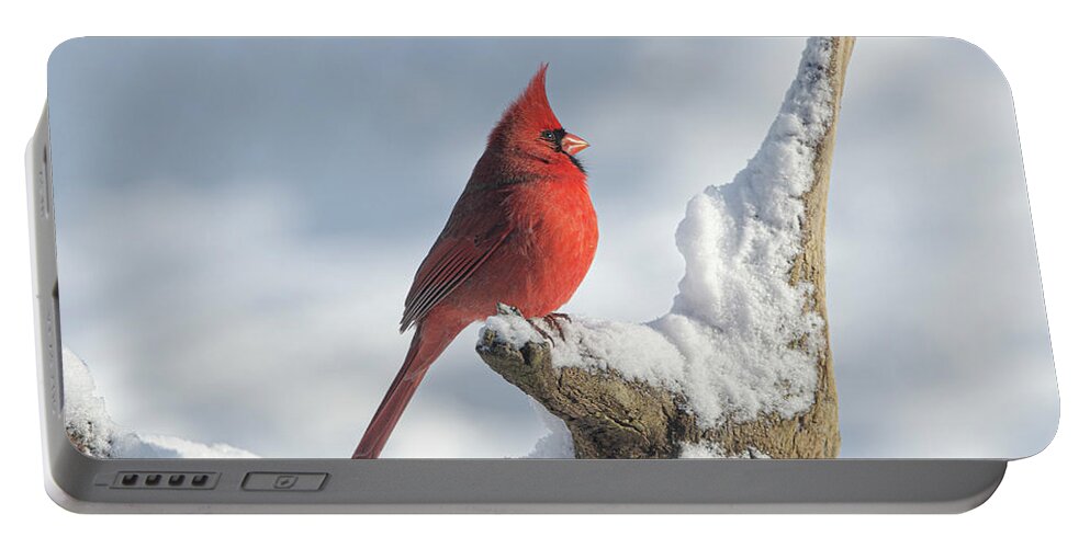 Cardinal Portable Battery Charger featuring the photograph Heaven Sent by Jim Cook