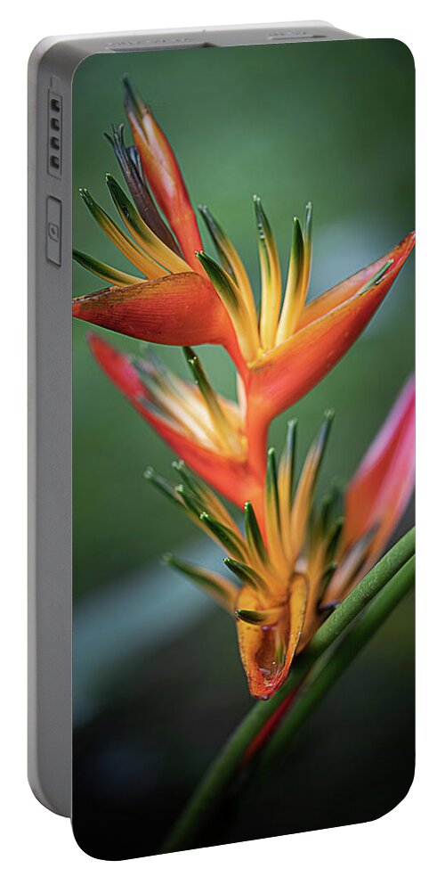 Costa Rica Portable Battery Charger featuring the photograph Heliconia by Teresa Wilson
