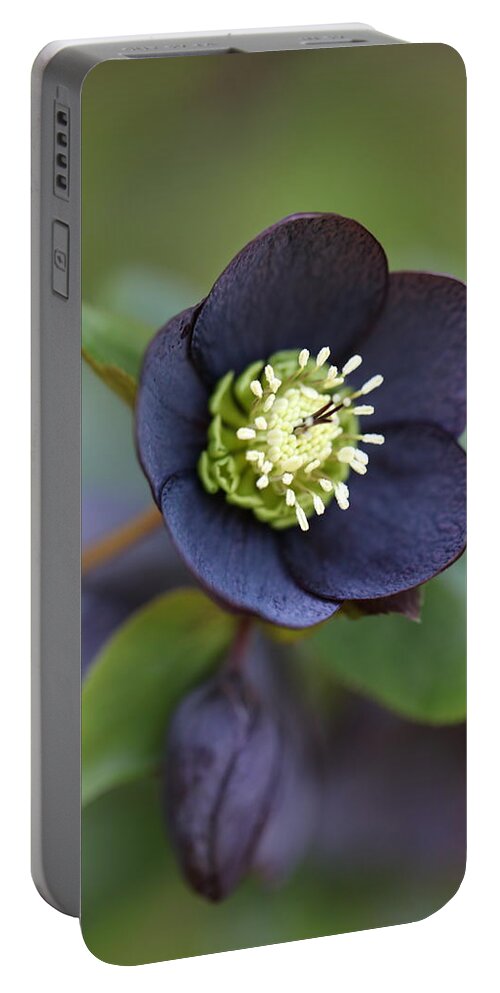 Helleborus Orientalis Portable Battery Charger featuring the photograph Hellebore by Tammy Pool