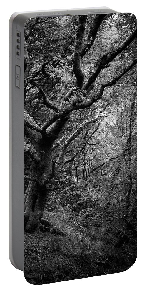 Tree Portable Battery Charger featuring the photograph Hello darkness by Gavin Lewis