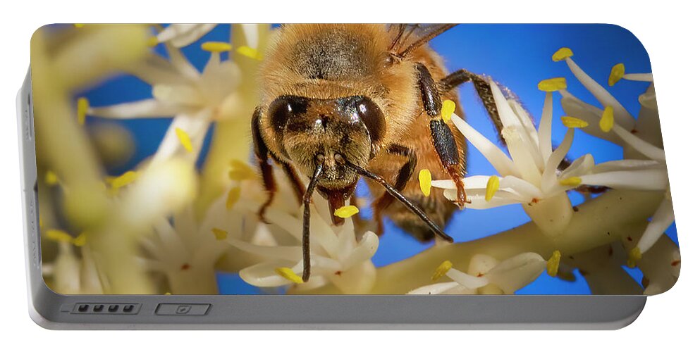 Bee Portable Battery Charger featuring the photograph Hello Honey Bee by Mark Andrew Thomas