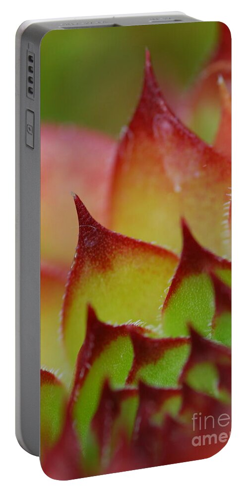 Hens And Chicks Portable Battery Charger featuring the photograph Hens And Chicks #10 by Stephanie Gambini