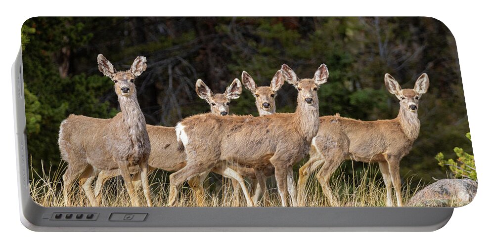 Deer Portable Battery Charger featuring the photograph Herd of Curious Deer by Steven Krull