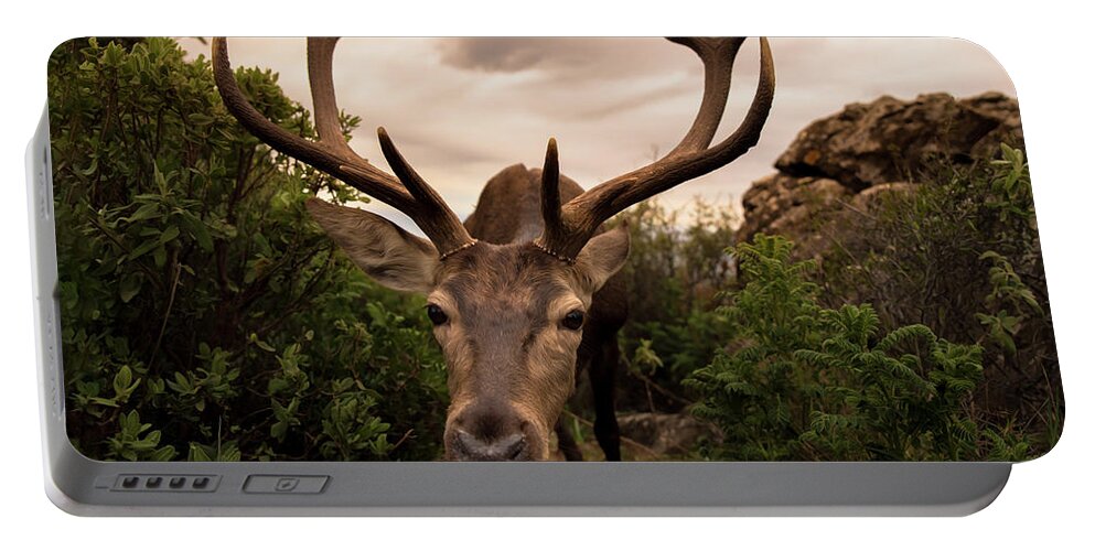 Deer Portable Battery Charger featuring the photograph Hideout Discovered by Naomi Maya