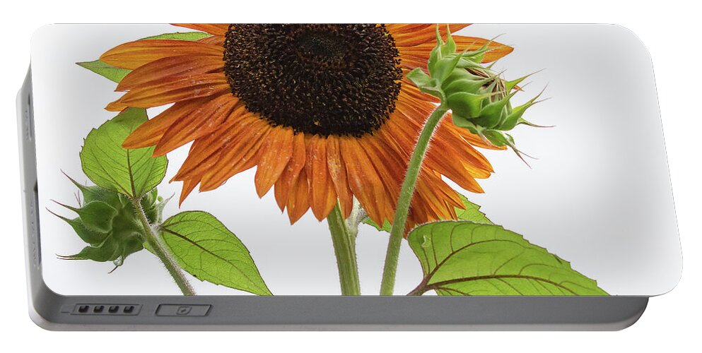 Sunflower Portable Battery Charger featuring the photograph High Key Sunflower by Mindy Musick King