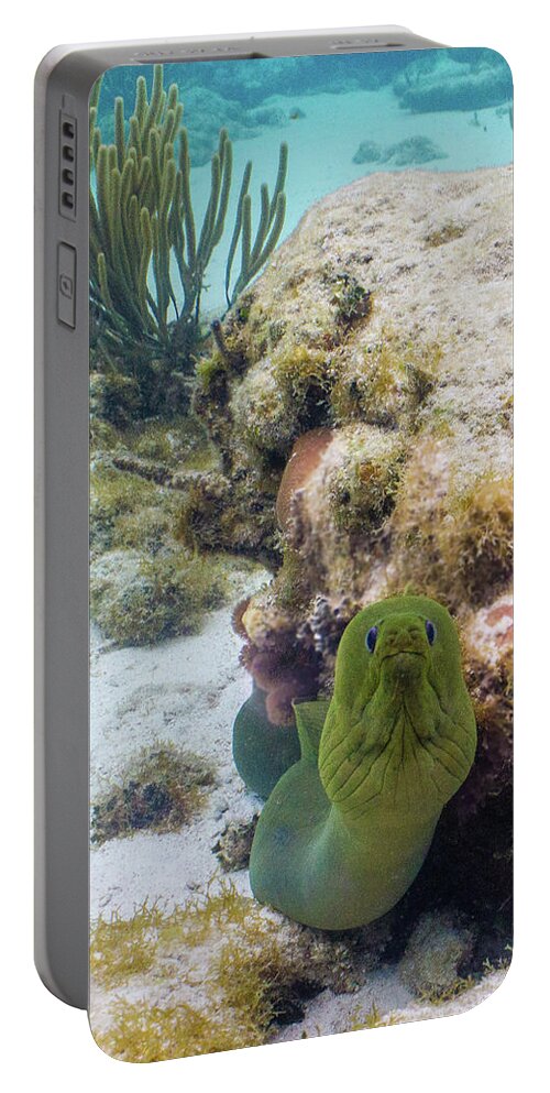 Animals Portable Battery Charger featuring the photograph Hmpht by Lynne Browne