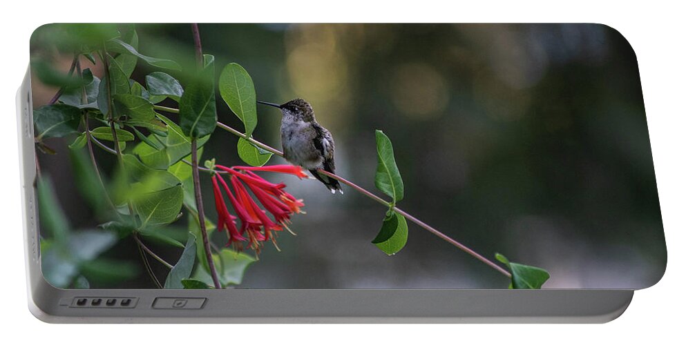 #hummingbird #rubythroatedhummingbird #honeysuckle #trumpethoneysuckle #nativehoneysucklevine #honeysucklevine Portable Battery Charger featuring the photograph Honeysuckle Hummingbird #2 by Kimberly Mackowski