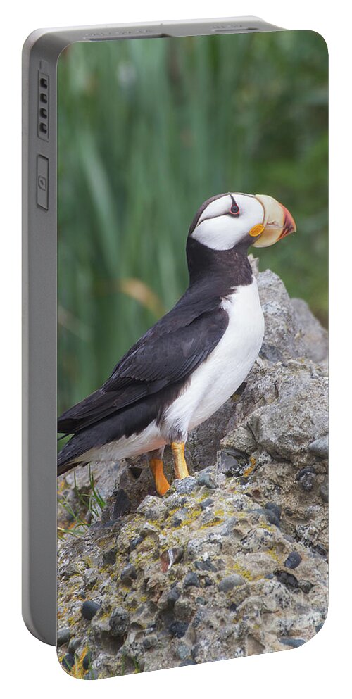 Bird Portable Battery Charger featuring the photograph Horned Puffin by Chris Scroggins