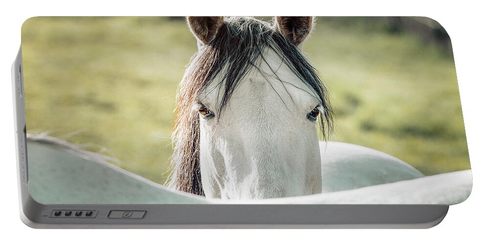 Beauty In Nature Portable Battery Charger featuring the photograph Horse in a meadow at sunrise by Benoit Bruchez