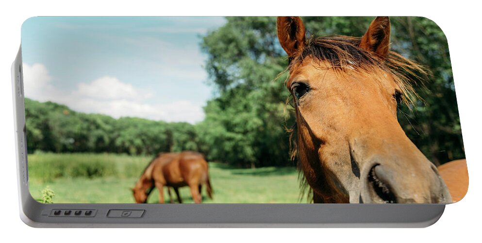 Horse Portable Battery Charger featuring the photograph Horses in field by Jelena Jovanovic