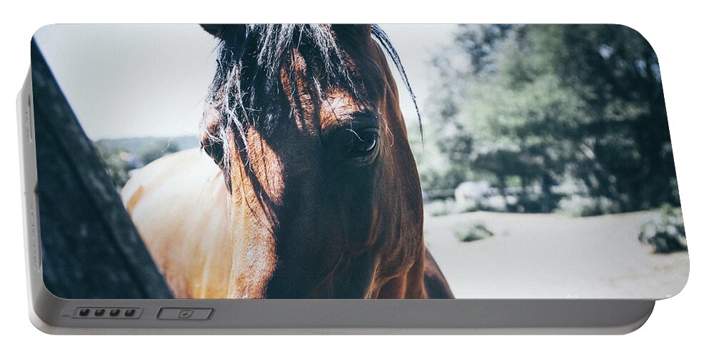 Horse Portable Battery Charger featuring the photograph Horses on summer meadow I by Dimitar Hristov