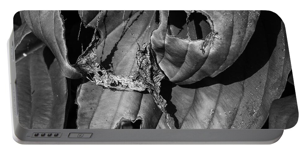 Beauty Portable Battery Charger featuring the photograph Hosta V BW SQ by David Gordon