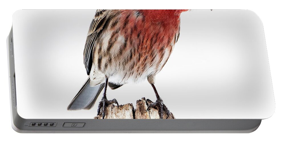 House Finch Portable Battery Charger featuring the photograph House Finch- So Curioius by Sandra Rust