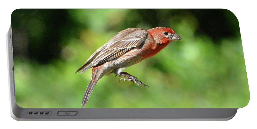House Finch Portable Battery Charger featuring the photograph House Finch Tail Down Flight by Jerry Griffin