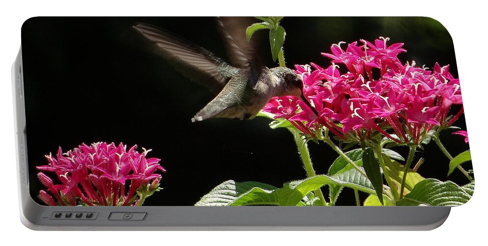 5 Star Portable Battery Charger featuring the photograph Hummers on Deck- 2-06 by Christopher Plummer