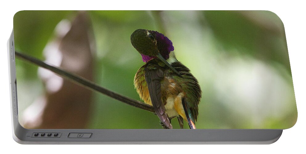 Hummingbird Portable Battery Charger featuring the photograph Humming Bird Fashion Show 2 by Montez Kerr