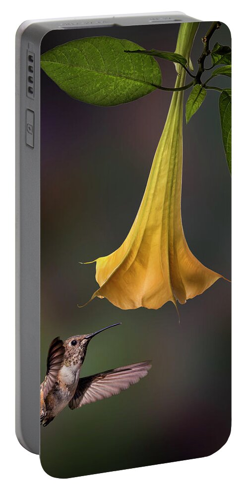 Hummingbird Portable Battery Charger featuring the photograph Hummingbird and Angel Trumpet by Endre Balogh