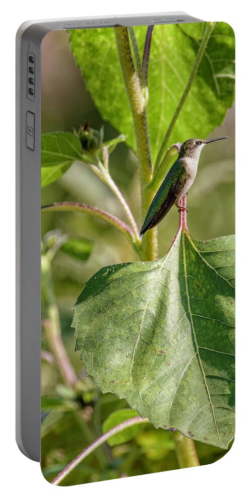 Sunflower Portable Battery Charger featuring the photograph Hummingbird Chilling by Paul Vitko