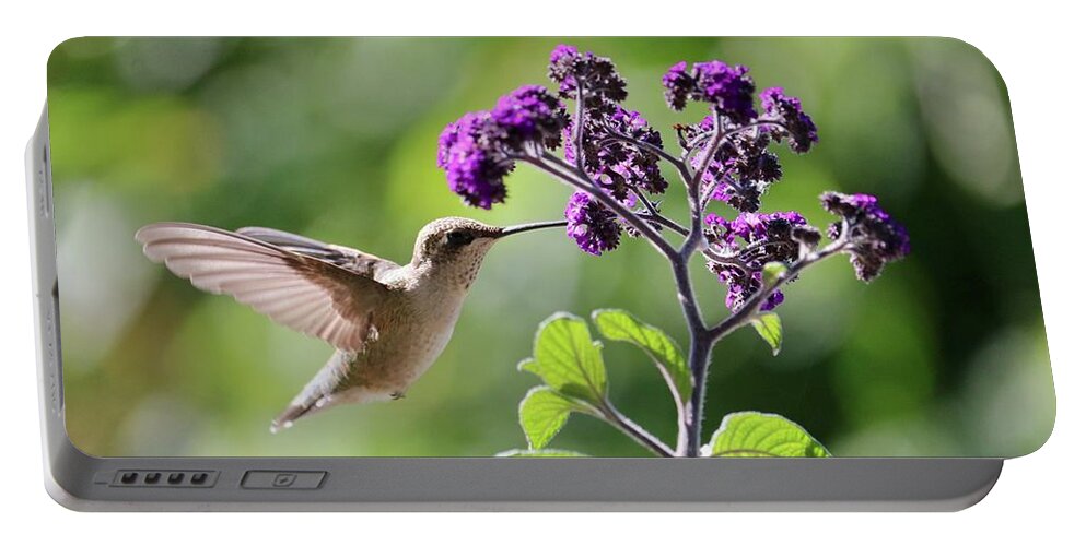 Hummingbird Portable Battery Charger featuring the photograph Hummingbird Sunshine and Purple Flowers by Carol Groenen