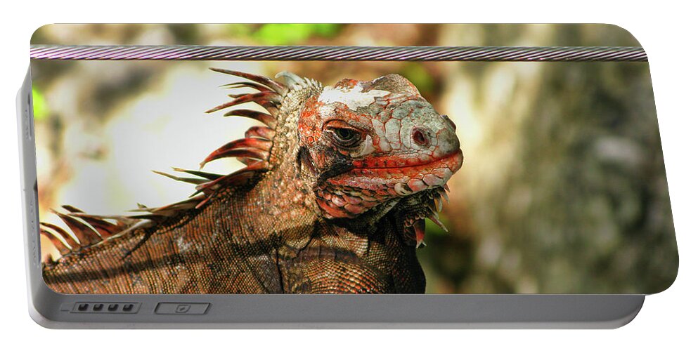 Animals Portable Battery Charger featuring the photograph I'm looking at you by Segura Shaw Photography