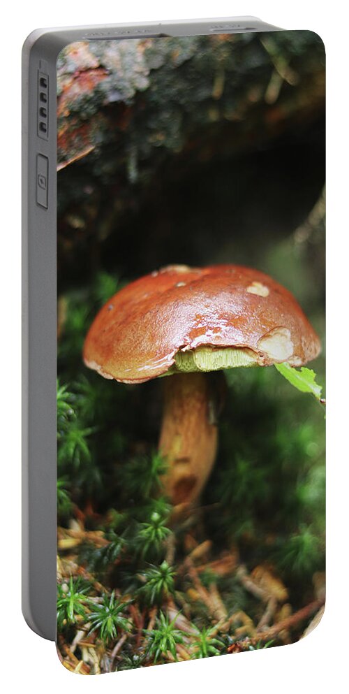 Autumn Portable Battery Charger featuring the photograph Imleria badia found her birthplace by Vaclav Sonnek