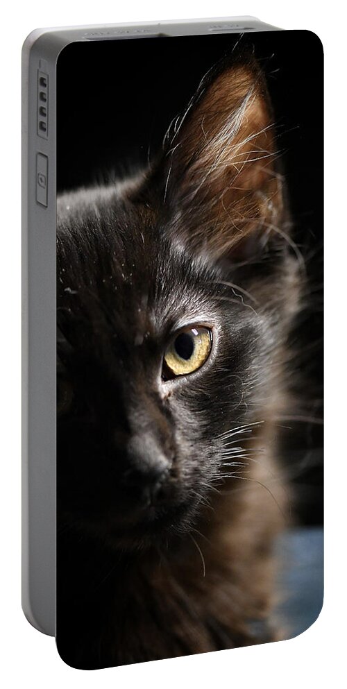 Cat Portable Battery Charger featuring the photograph Innocent by DArcy Evans