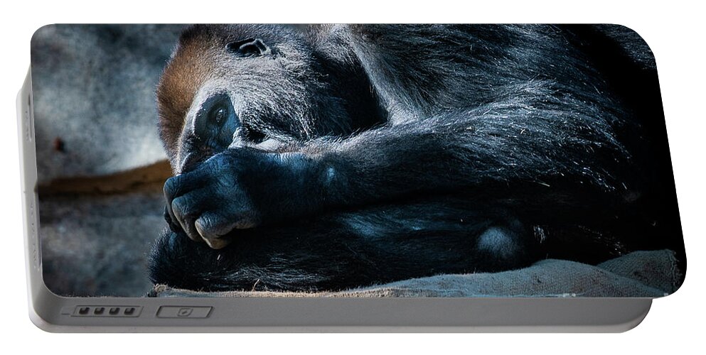 Animals Portable Battery Charger featuring the photograph Insomnia by David Levin