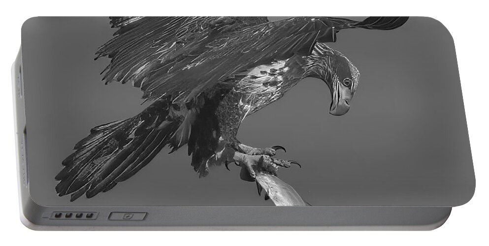 Eagle Portable Battery Charger featuring the photograph Inspecting My Catch Black And White by Adam Jewell