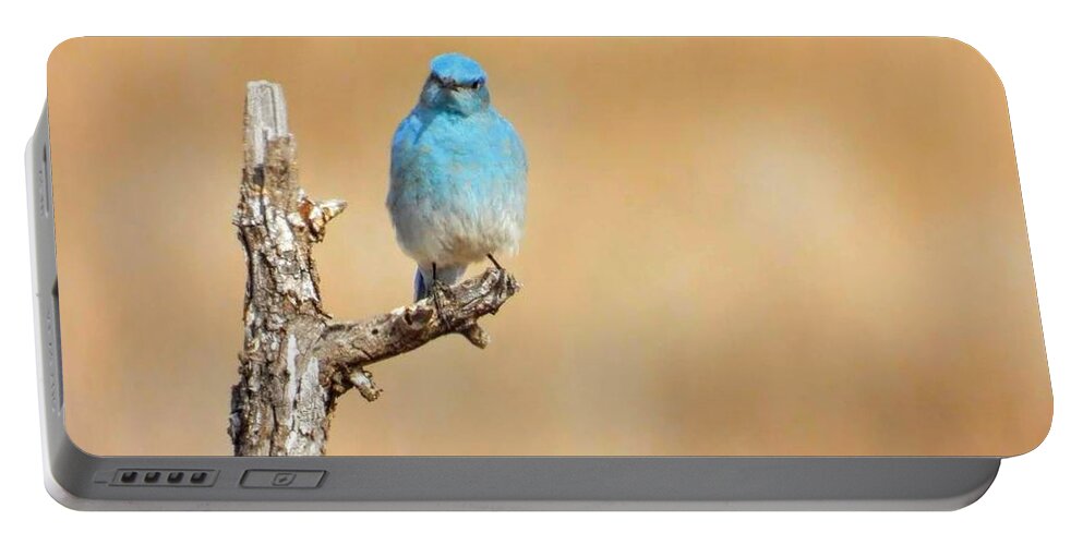 Blue Bird Portable Battery Charger featuring the photograph Intrigued Blue Bird by Amanda R Wright